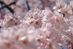 さくら世界・レベル3