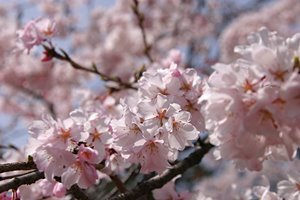 さくら世界・そして伝説へ