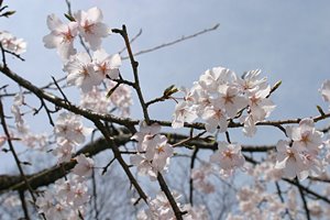 枝桜