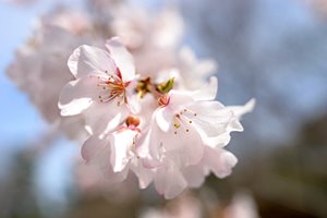 青空に溶けるピンク