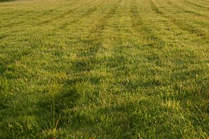夕陽が映える芝生にて
