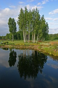 地上の木々と水中の木々