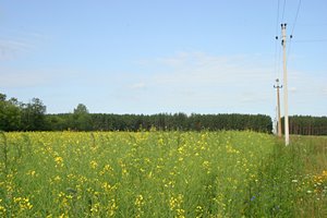菜の花と電線(ランドスケープ)