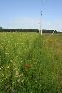 菜の花と電線(ポートレート)