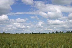 見渡す限りの麦畑