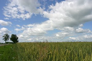 麦畑で捕まえて