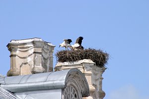 コウノトリの巣