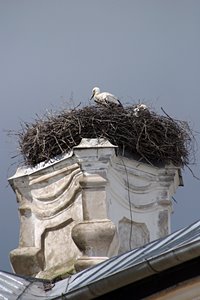 コウノトリ一家