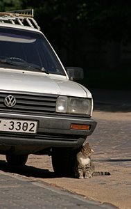 ラトヴィアの猫