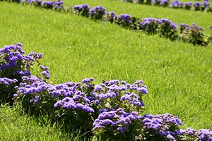 リガに咲き誇る