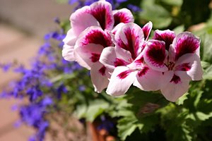 リガの隠れたスター