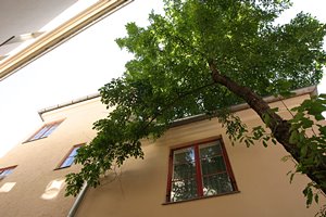 家と樹木のランデブー