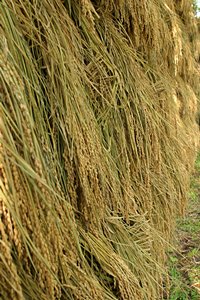 お日様の恵みを受けて