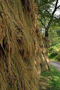 山の稲架け