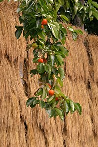 柿と稲架け