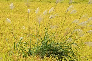 ススキと黄金の絨毯