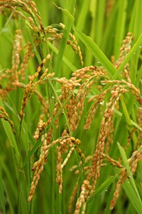 朝のシャワーを浴びて