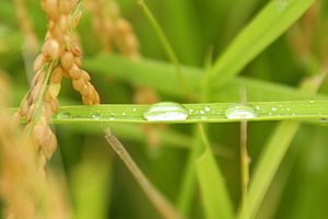 秋色クリスタル