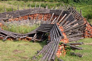 ウッドドラゴン