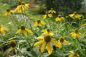 フライ。はい。