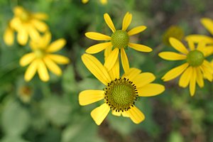 あぜ道のヒロイン