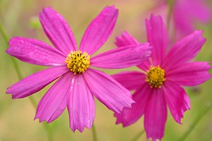 コスモスの化粧