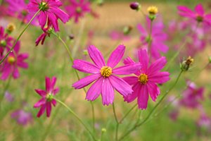 コスモス咲いて