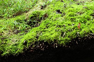 苔蒼く