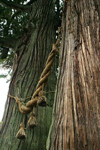 鎮守の森としめ縄