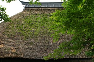 茅葺きと楓