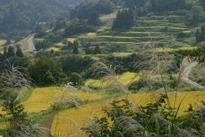 ススキと棚田