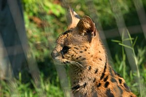 檻の中のサーバル