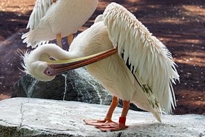 おしゃれペリカン