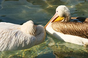 ペリカンの休息