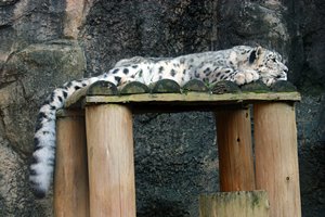 恋するユキヒョウ