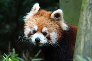 レッサーパンダ