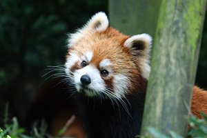 レッサーパンダ、あっ！