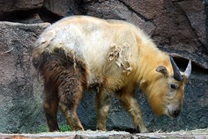 ゴールデンターキン