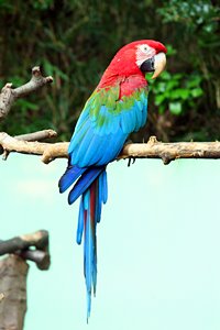 鮮烈色のオウム