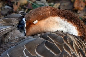 おやすみです・・。