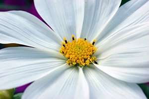 おしべとめしべ