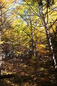 木漏れ日の林にて