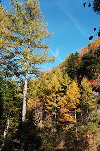 青空と紅葉の林