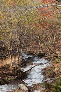 林の中の小さな瀬