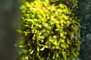 日だまりの苔グリーン