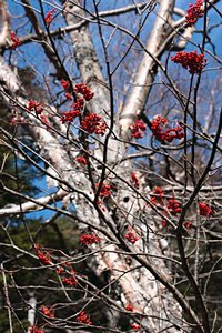 ナナカマドの実