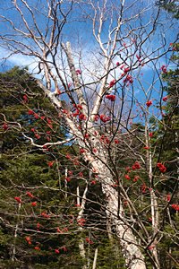 青空のナナカマド