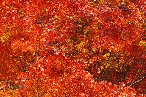 真っ赤に萌える