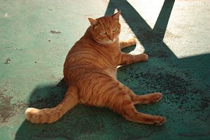 なんでしょうか？