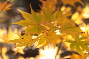 黄色い楓